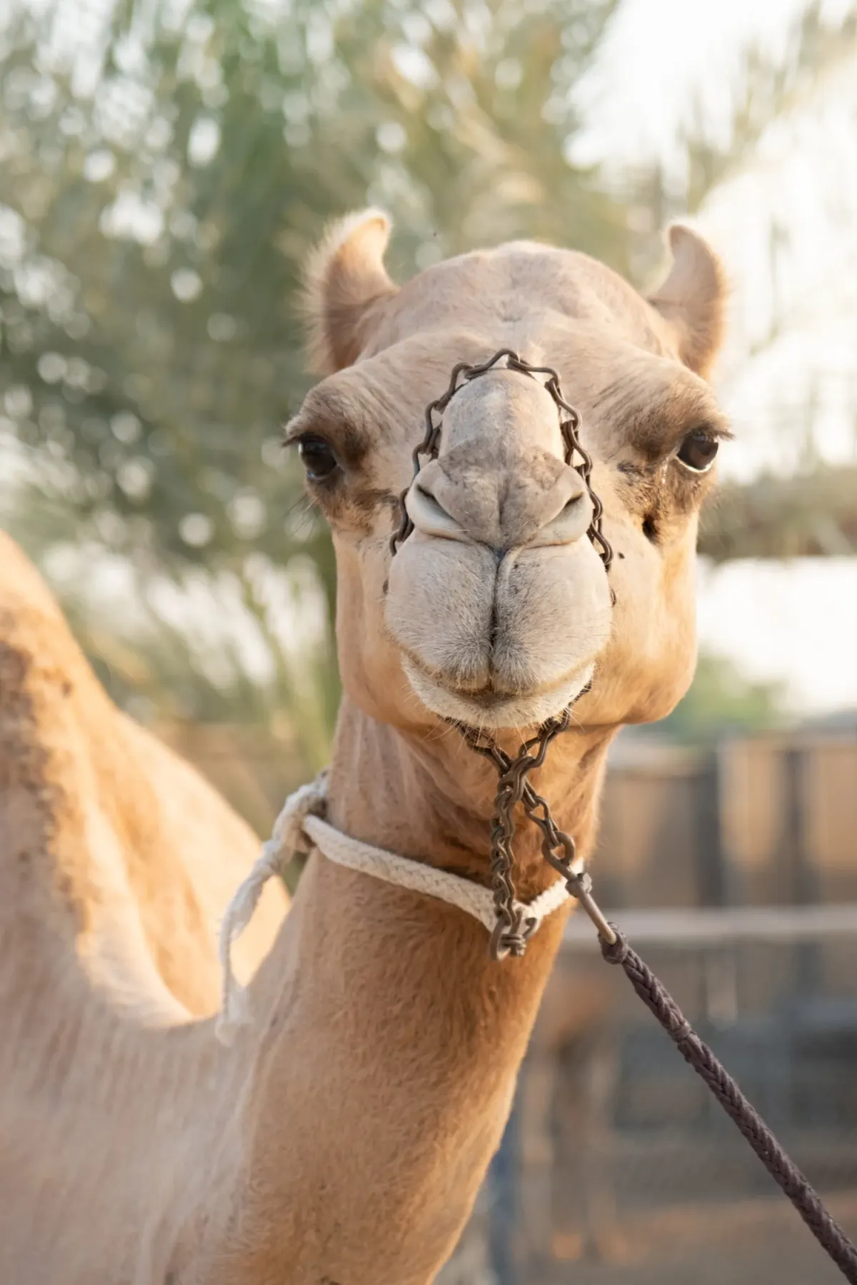 The Camel Farm — photo