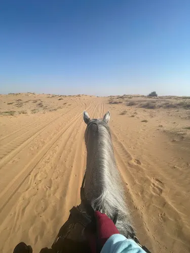 Al Wefa Stable — photo