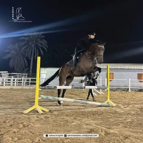 Sahara Stables - photo 2 of 2