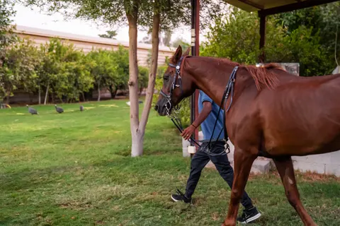 Al Jiyad Stables - photo 3 of 5