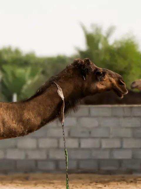 Al Jiyad Stables - photo 5 of 5