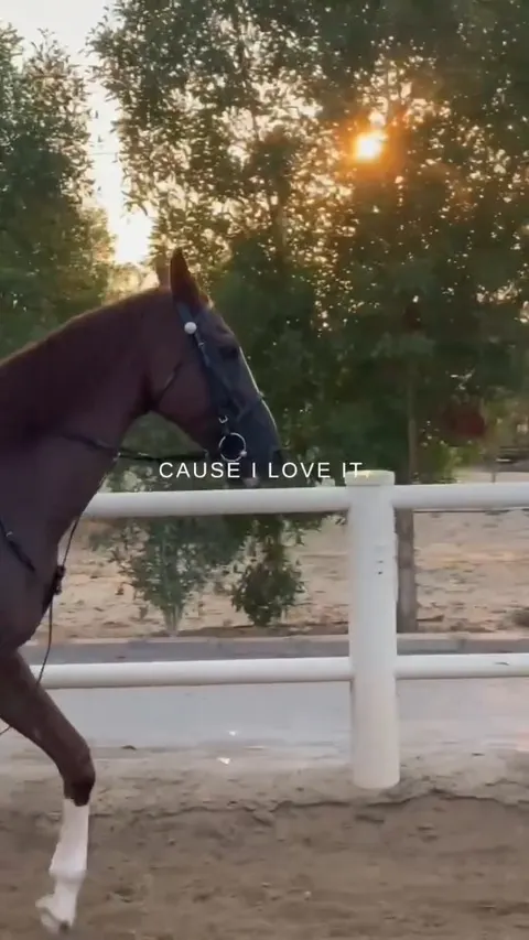 Arabian Star Stables - photo 2 of 3