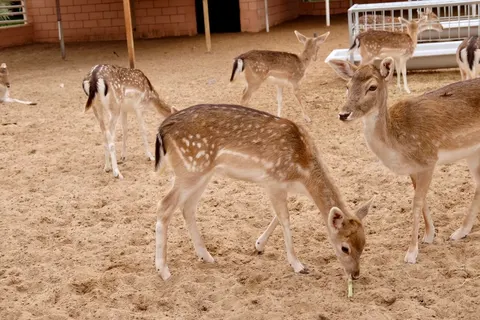 Wadi Al Amardi Farm facility