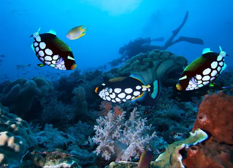 Orca Diving Center