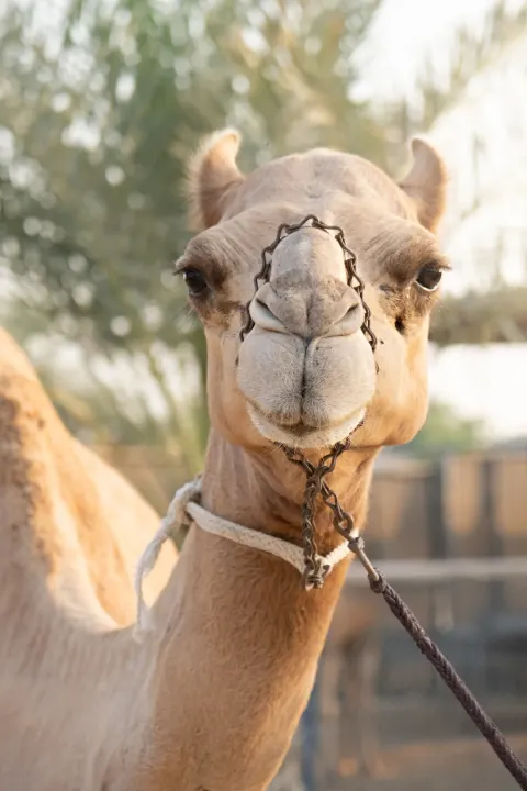 The Camel Farm facility
